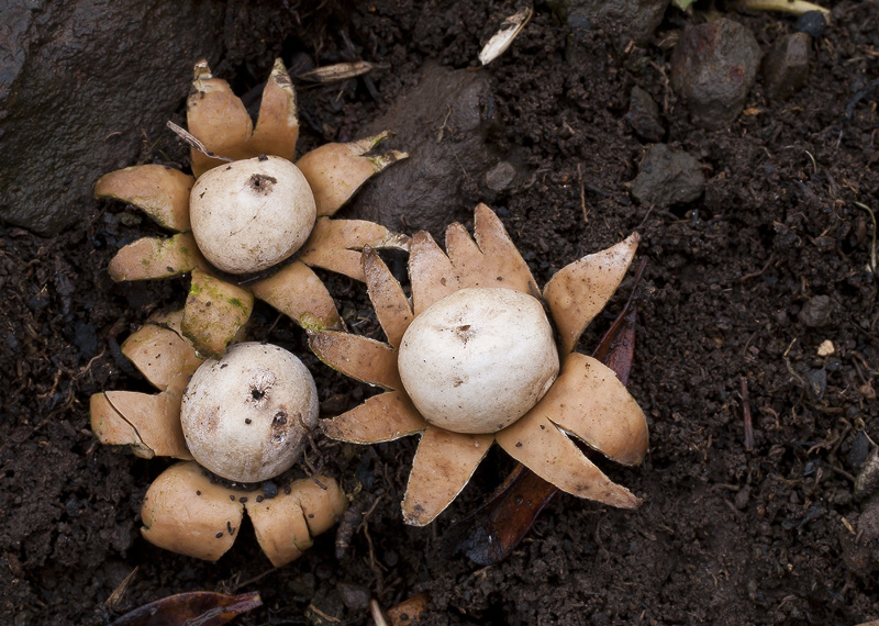 Geastrum floriforme